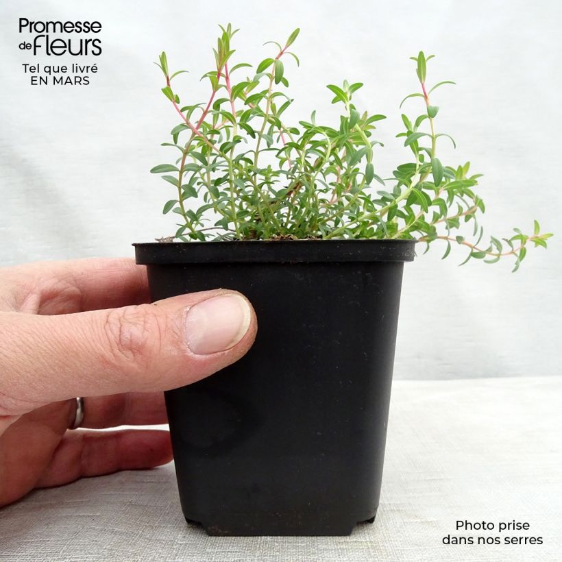 Amostra de Hypericum olympicum Citrinum Vaso de 8/9 cm tal como entregue na primavera