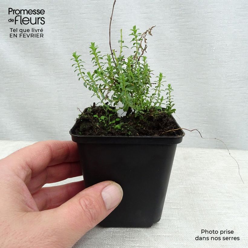 Amostra de Hypericum olympicum - Millepertuis grec  Vaso de 8/9 cm tal como entregue no inverno