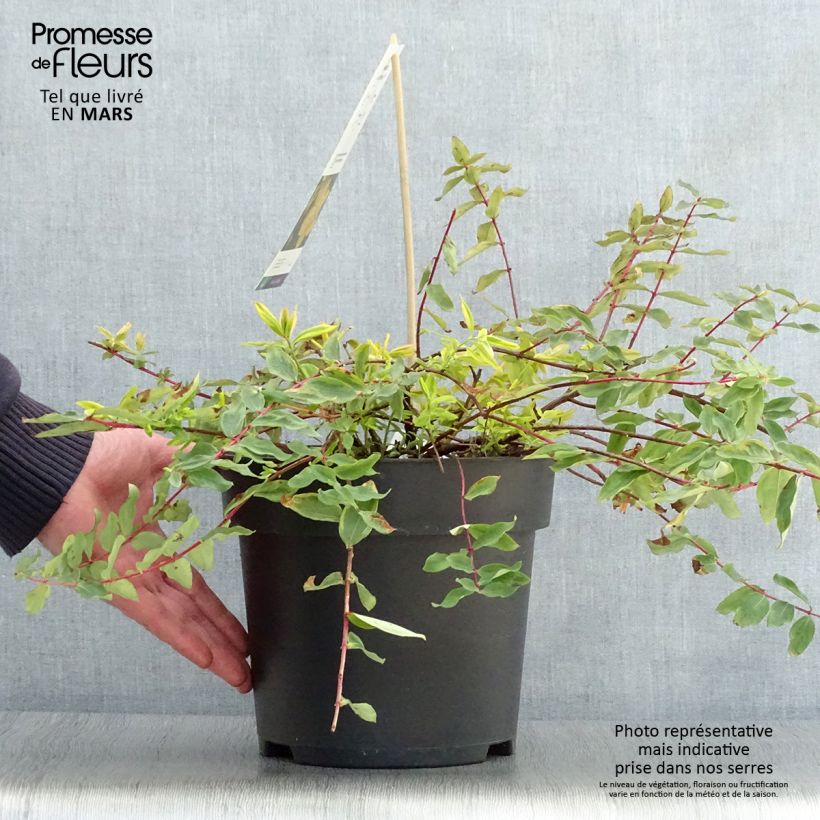 Amostra de Hypericum moserianum Little Misstery Vaso de 4 L/5 L tal como entregue na primavera