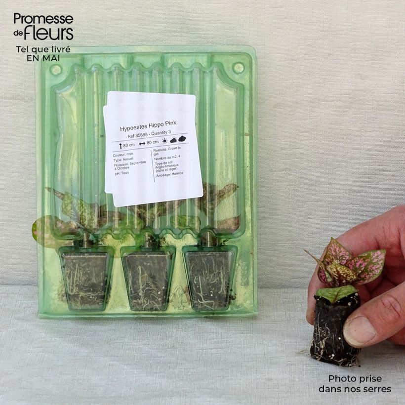 Amostra de Hypoestes Hippo Pink Mini-torrão Ø 3/4 cm tal como entregue na primavera