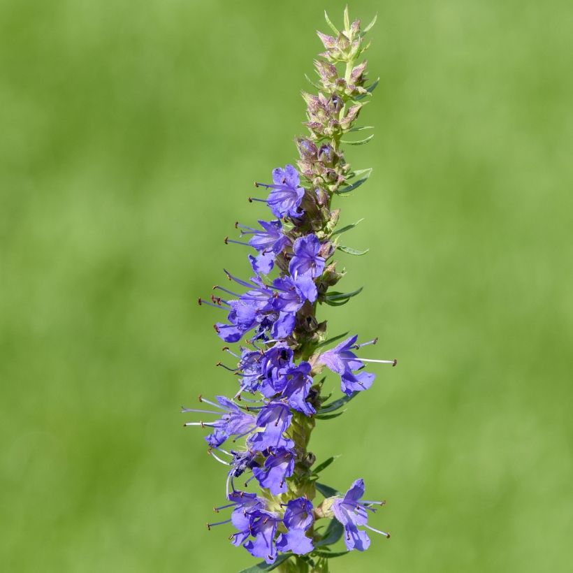 Hyssopus officinalis (Floração)