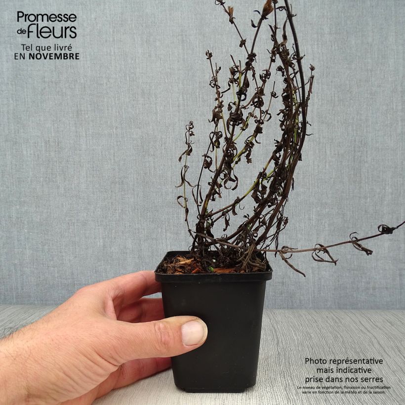 Amostra de Hyssopus officinalis Vaso de 8/9 cm tal como entregue no outono