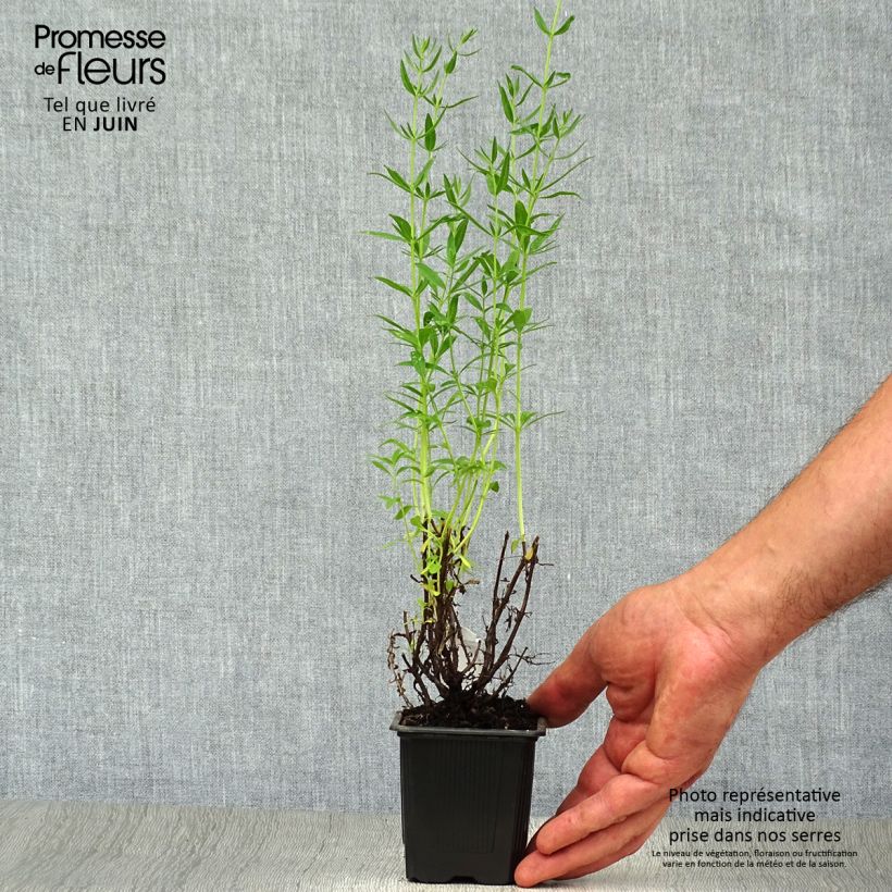 Amostra de Hyssopus officinalis Vaso de 8/9 cm tal como entregue no verão