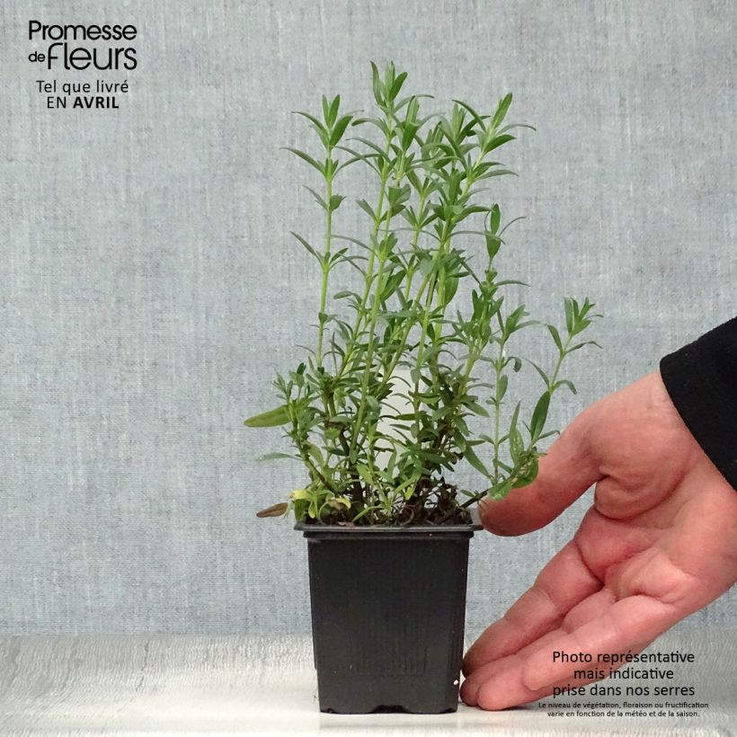 Amostra de Hyssopus officinalis Vaso de 8/9 cm tal como entregue na primavera