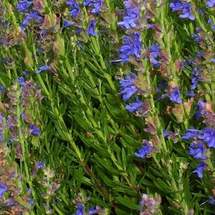 Hyssopus officinalis subsp. aristatus (Folhagem)
