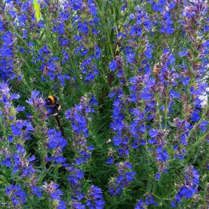 Hyssopus officinalis (Floração)