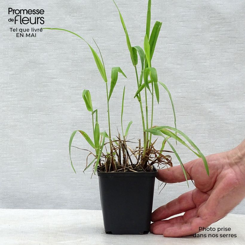 Amostra de Hystrix patula Vaso de 8/9 cm tal como entregue na primavera