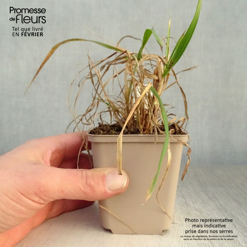 Amostra de Hystrix patula Vaso de 8/9 cm tal como entregue no inverno