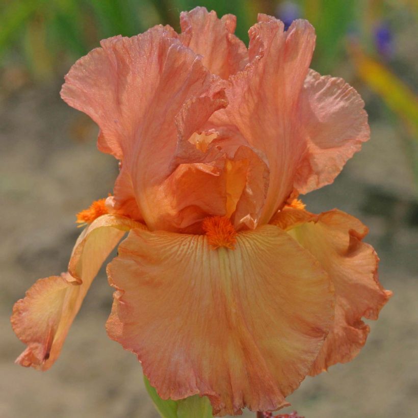 Iris germanica Copper Classic (Floração)