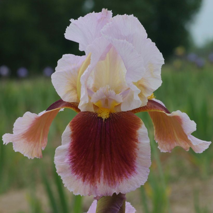Iris germanica Ecstatic Echo (Floração)