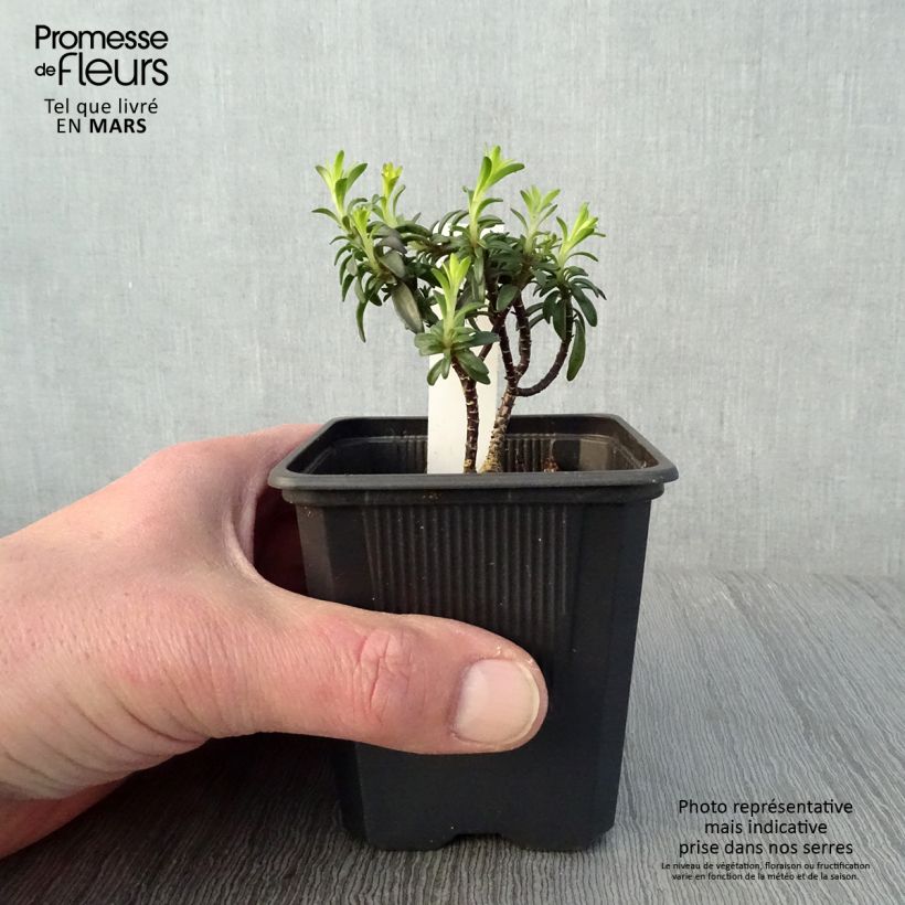 Amostra de Iberis Absolutely Amethyst Vaso de 8/9 cm tal como entregue na primavera