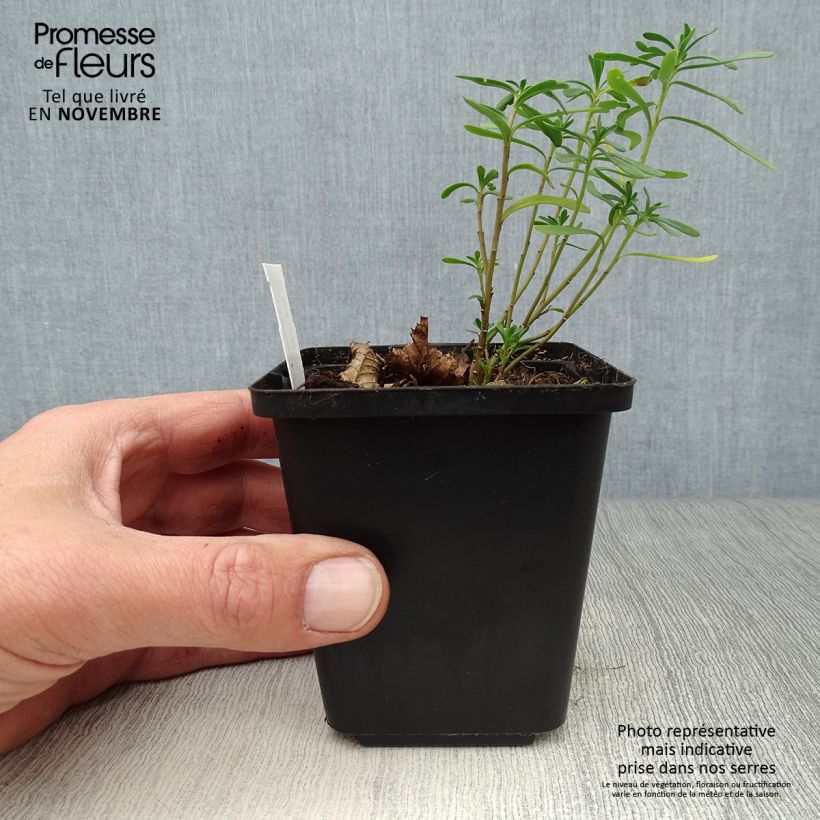 Amostra de Iberis sempervirens Snowflake Vaso de 8/9 cm tal como entregue no outono