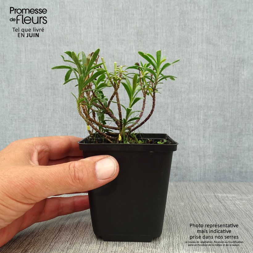 Amostra de Iberis sempervirens Snowflake Vaso de 8/9 cm tal como entregue no verão
