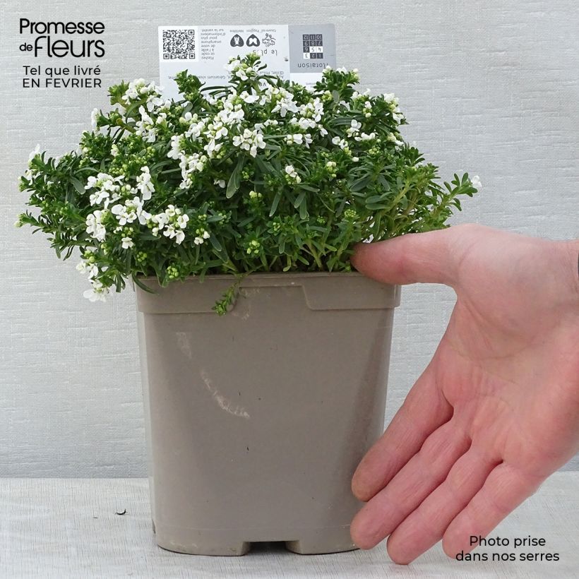Amostra de Iberis sempervirens Snowflake Vaso de 2 L/3 L tal como entregue no inverno