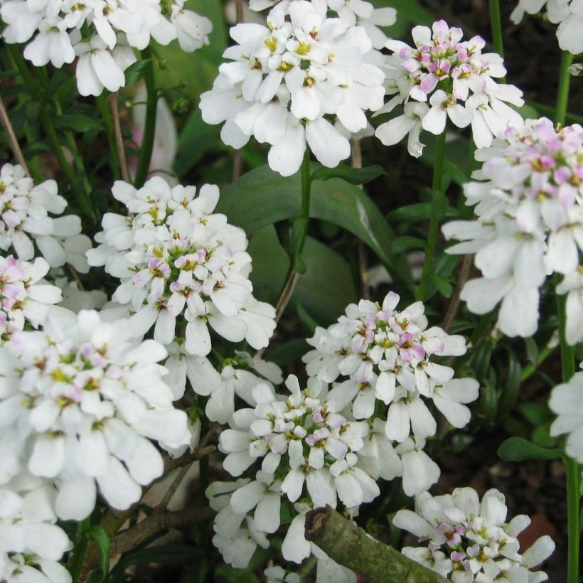 Iberis sempervirens (Floração)