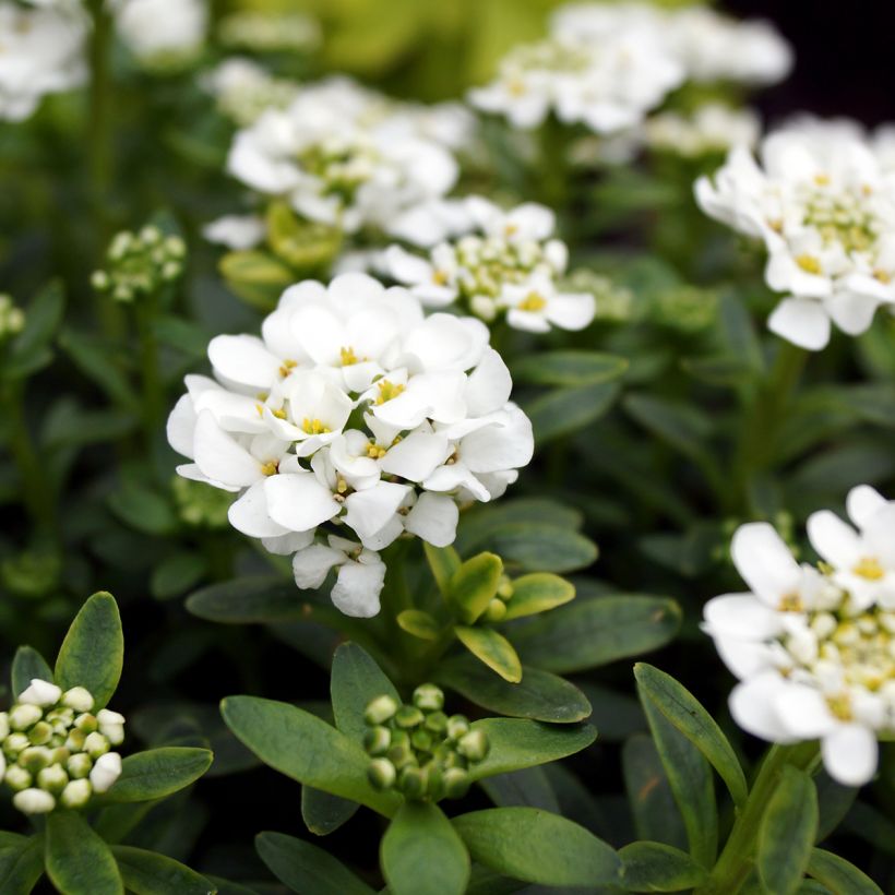 Iberis sempervirens Alexander White (Floração)