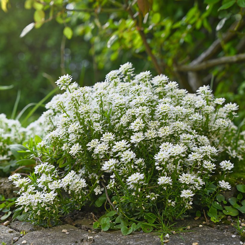 Iberis sempervirens Alexander White (Hábito)