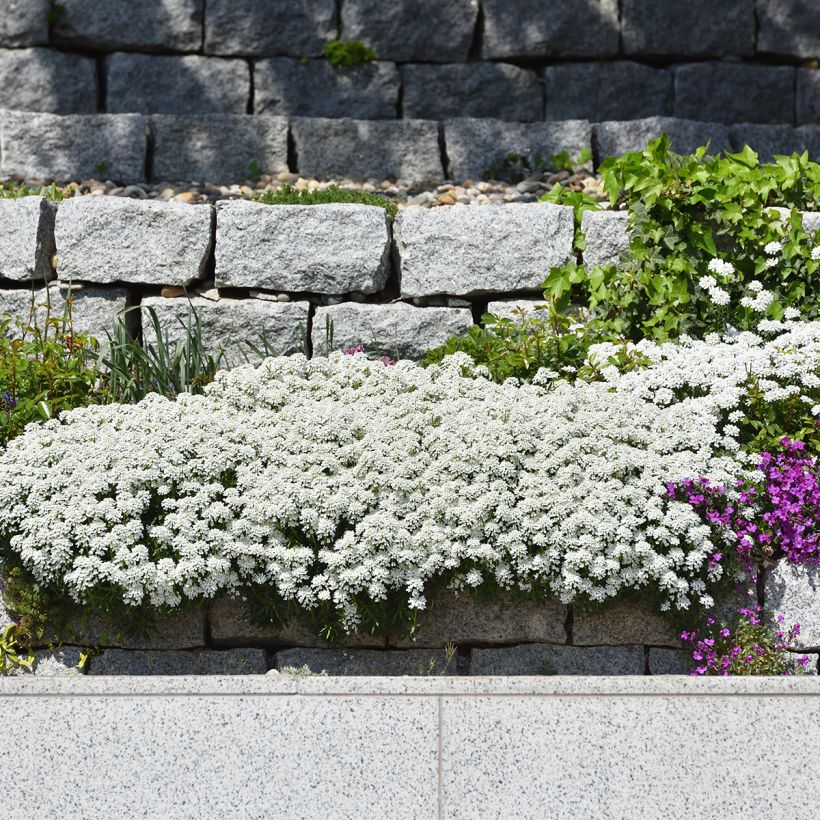 Iberis sempervirens (Hábito)