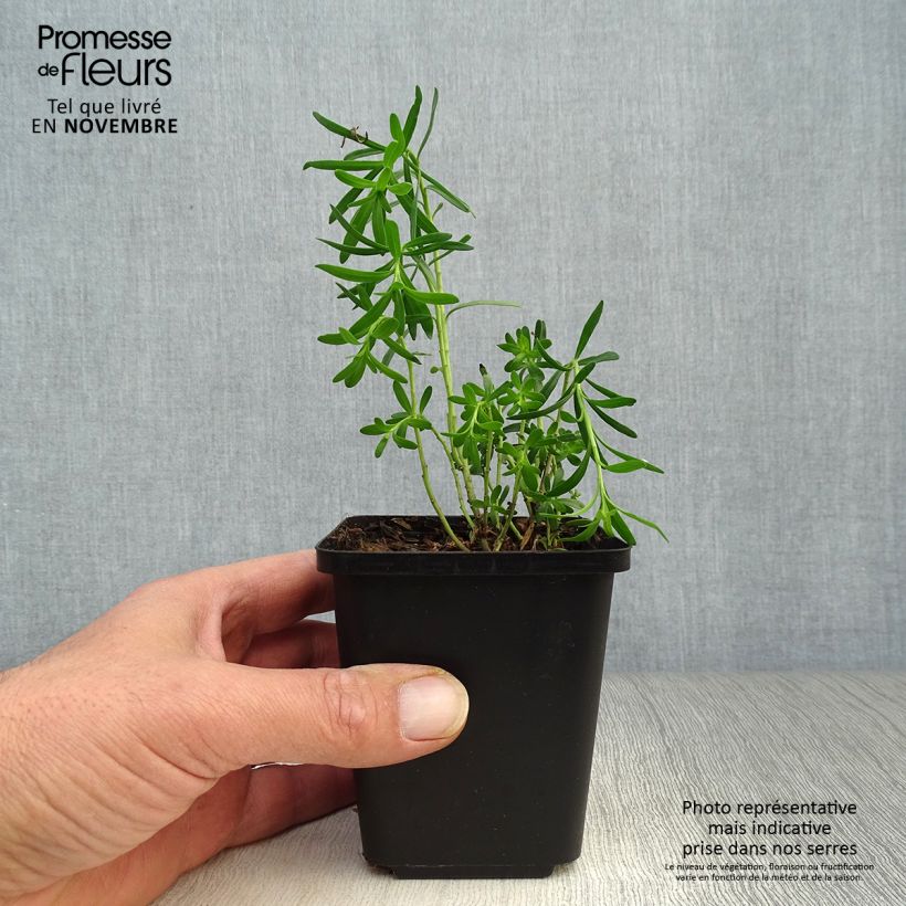 Amostra de Iberis sempervirens Vaso de 8/9 cm tal como entregue no outono