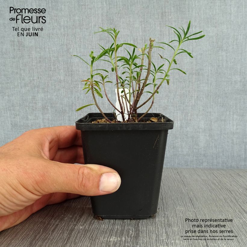 Amostra de Iberis sempervirens Vaso de 8/9 cm tal como entregue no verão