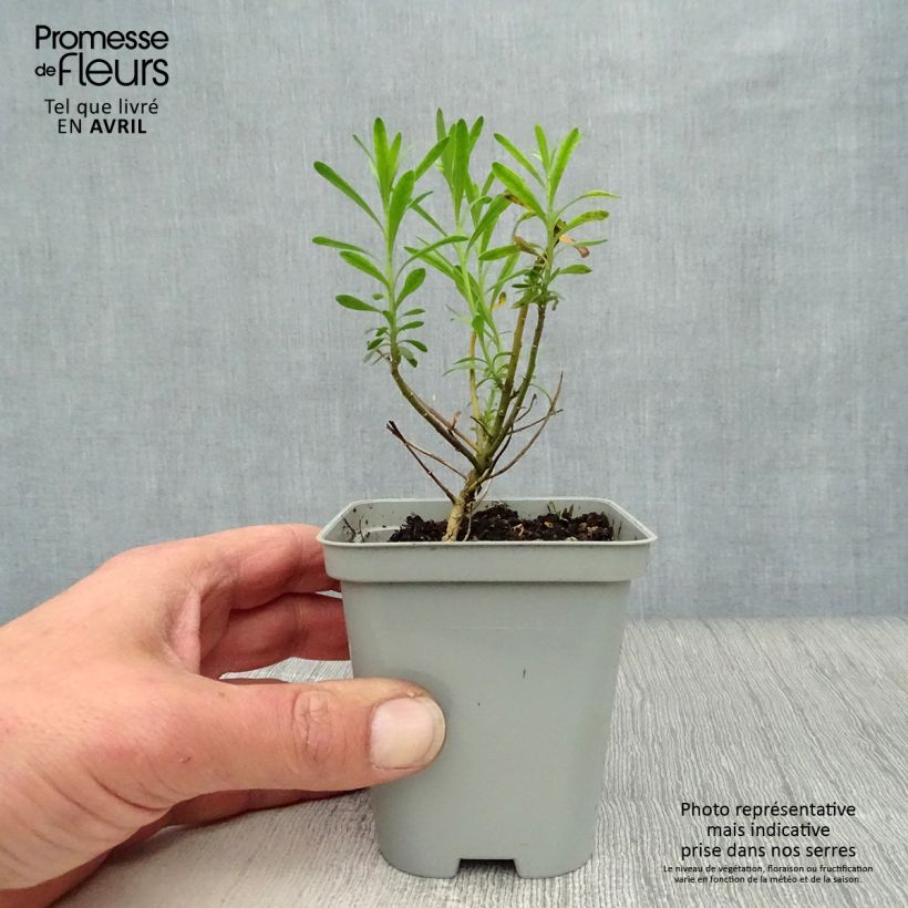 Amostra de Iberis sempervirens Vaso de 8/9 cm tal como entregue na primavera