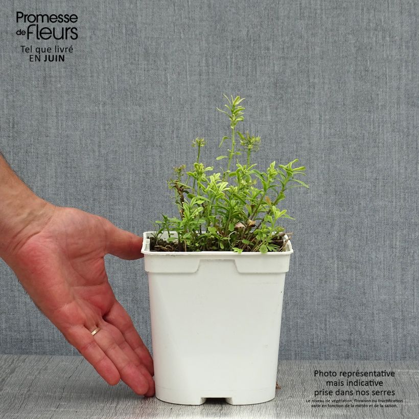 Amostra de Iberis sempervirens Vaso de 2 L/3 L tal como entregue no verão