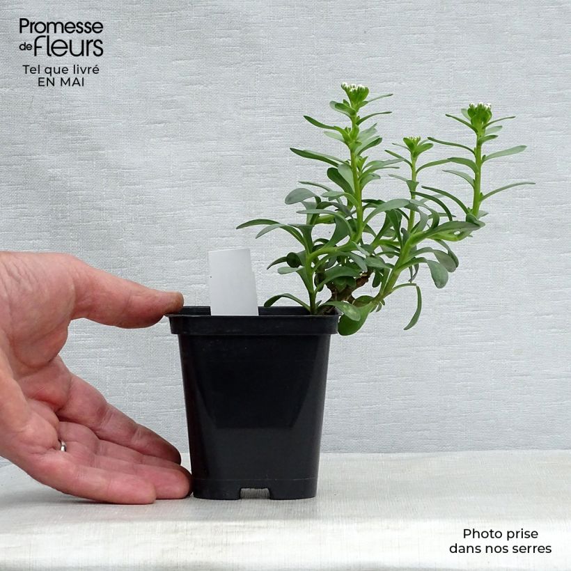 Amostra de Iberis sempervirens Masterpiece Vaso de 8/9 cm tal como entregue na primavera