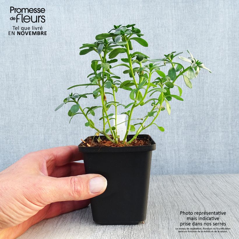 Amostra de Iberis sempervirens Masterpiece Vaso de 8/9 cm tal como entregue no outono