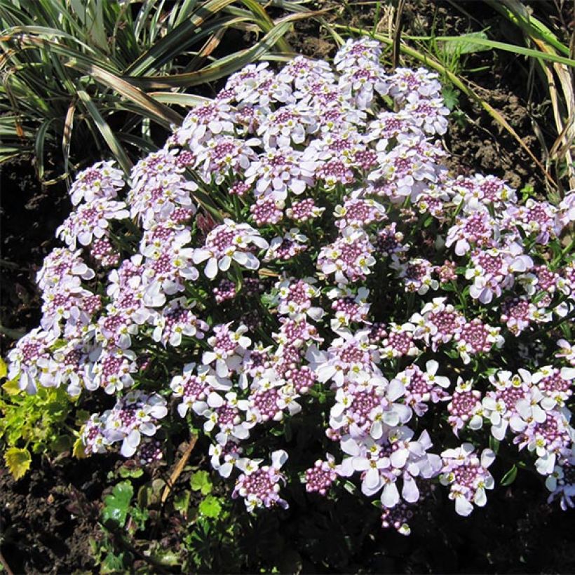 Iberis sempervirens Pink Ice® (Hábito)