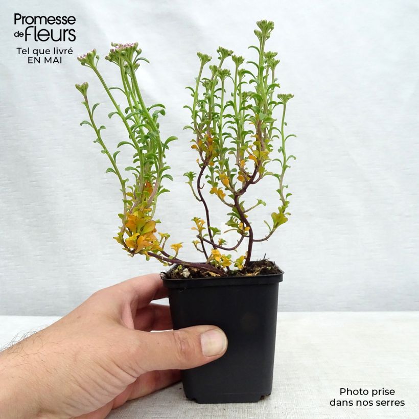 Amostra de Iberis sempervirens Pink Ice® Vaso de 8/9 cm tal como entregue na primavera