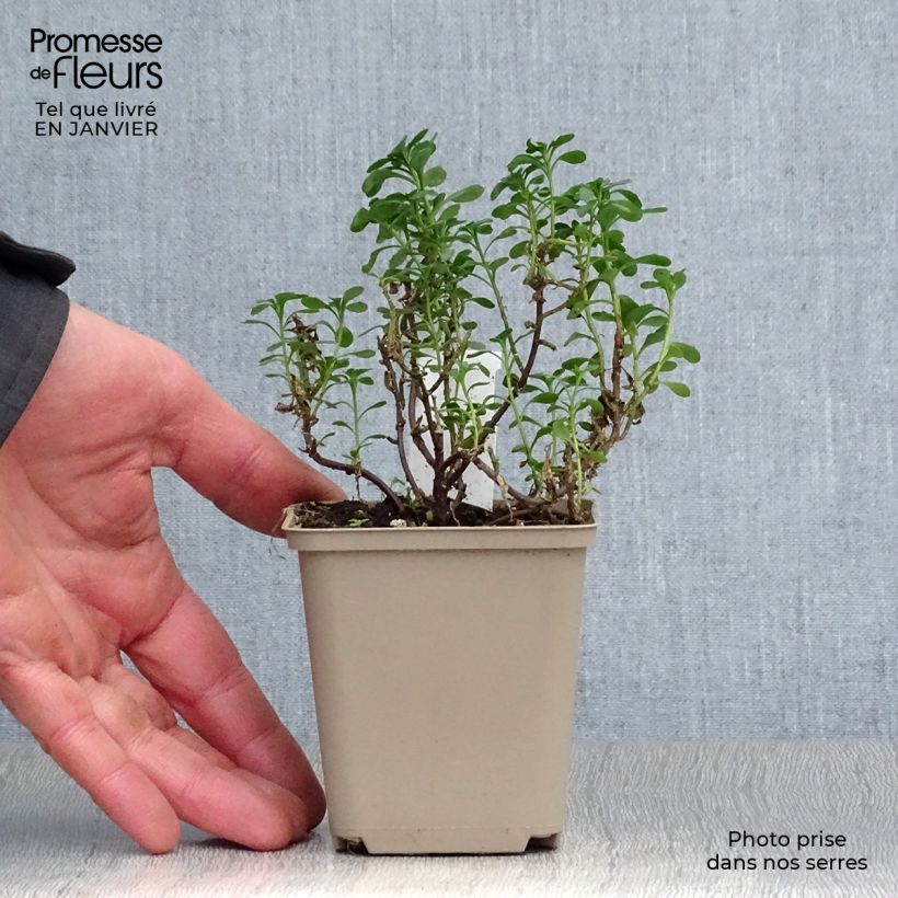 Amostra de Iberis sempervirens Pink Ice® - Corbeille d'Argent Vaso de 8/9 cm tal como entregue no inverno