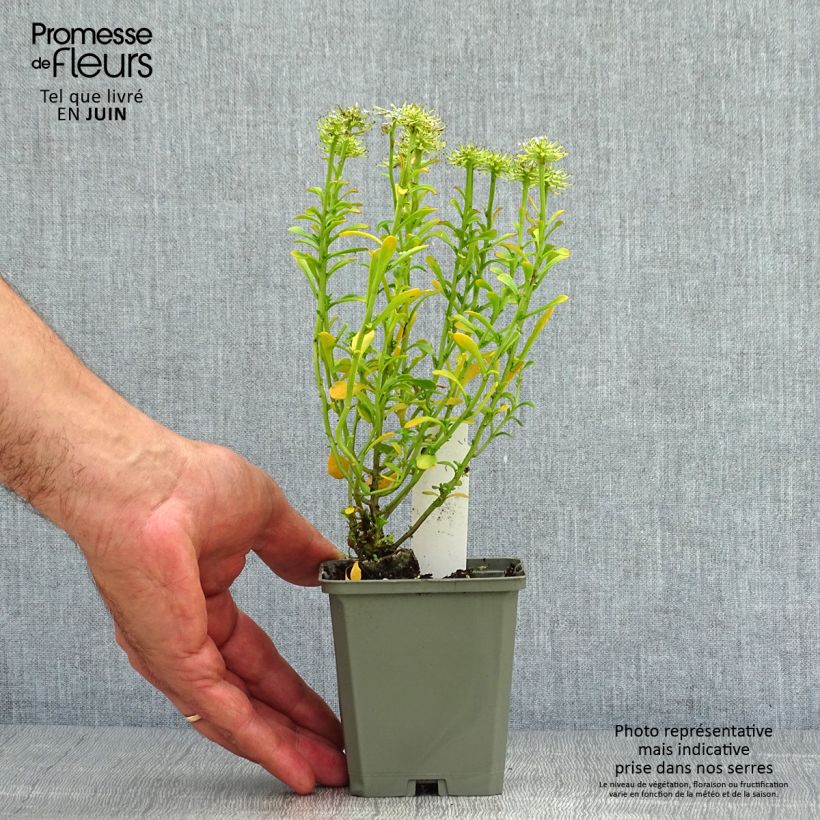 Amostra de Iberis sempervirens Pink Ice® Vaso de 8/9 cm tal como entregue no verão
