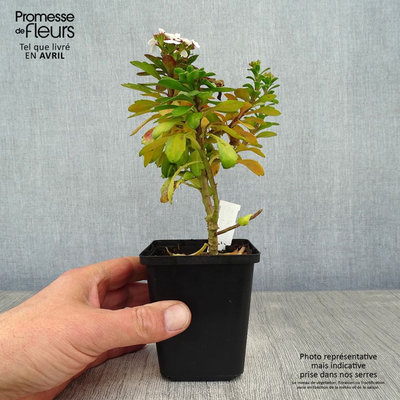 Amostra de Iberis sempervirens Weisser Zwerg Vaso de 8/9 cm tal como entregue na primavera