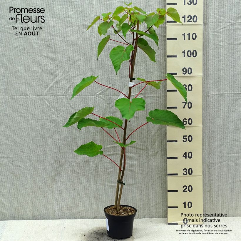 Amostra de Idesia polycarpa Vaso de 2 L/3 L tal como entregue no verão