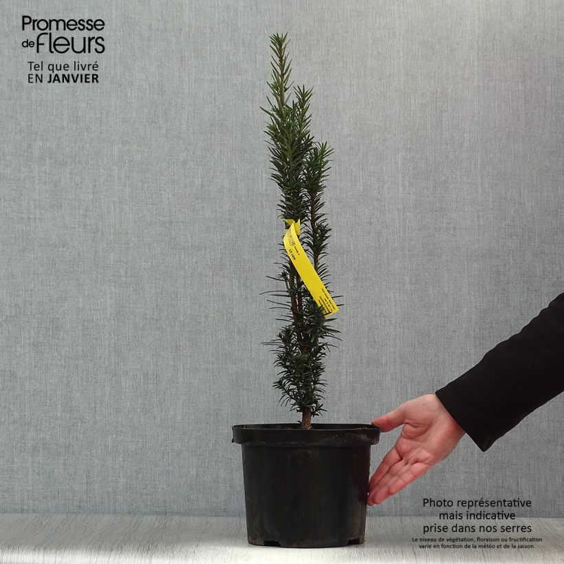 Amostra de Taxus baccata fastigiata Black Tower Vaso de 4 L/5 L tal como entregue no inverno
