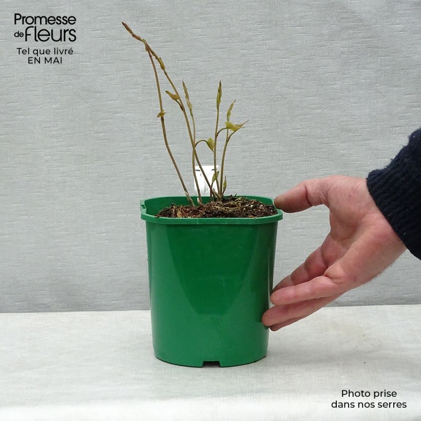 Amostra de Dioscorea batatas Vaso de 2 L/3 L tal como entregue na primavera