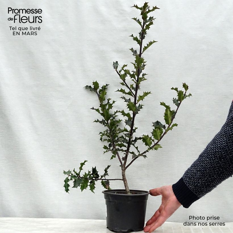 Amostra de Ilex aquifolium Vaso de 2 L/3 L tal como entregue na primavera