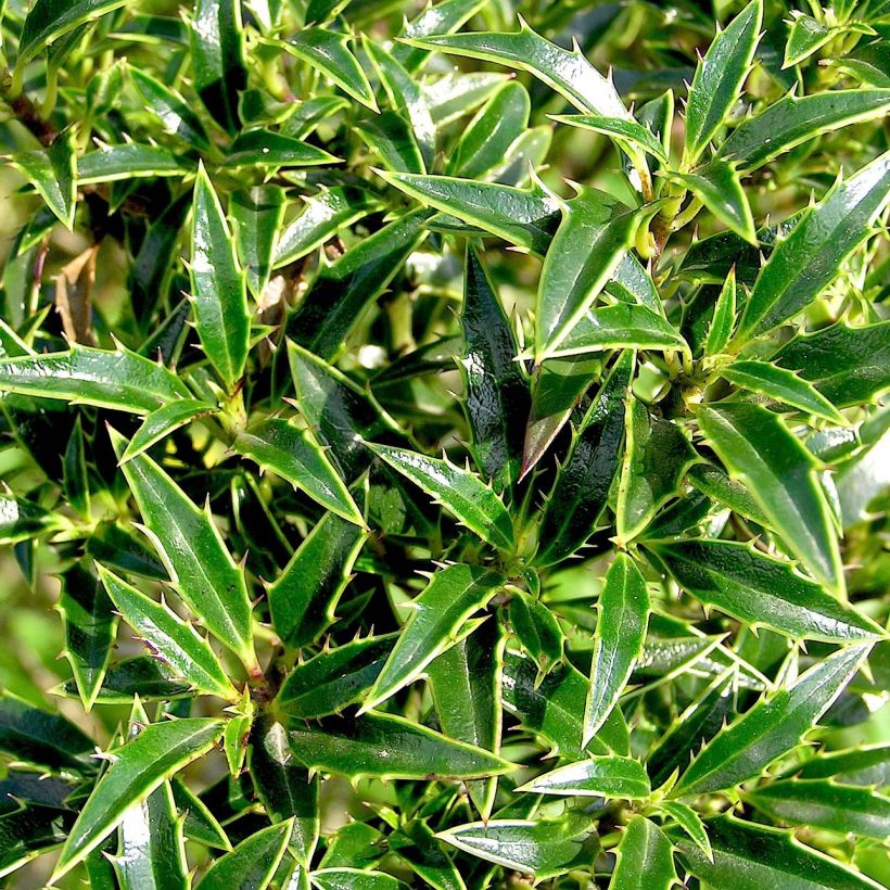 Azevinho Myrtifolia (Folhagem)
