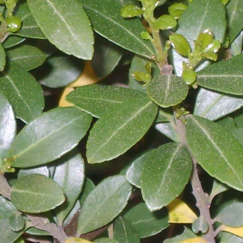 Azevinho-japonês Green Hedge - Ilex crenata (Folhagem)