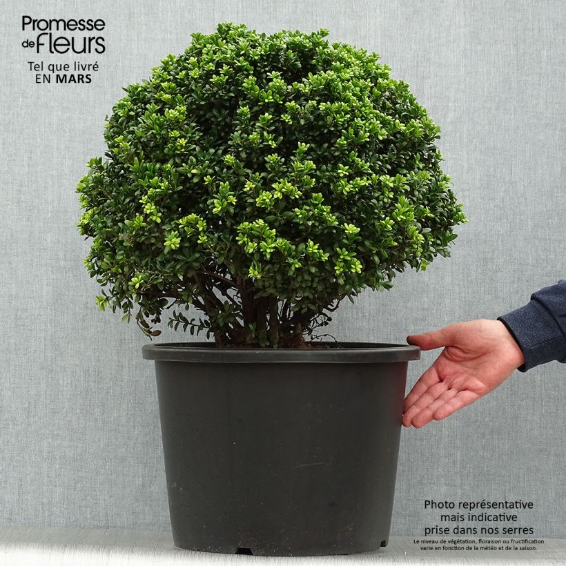 Amostra de Azevinho-japonês Convexa em forma de bola - Ilex crenata Vaso de 7,5 L/10 L, Bola tal como entregue na primavera