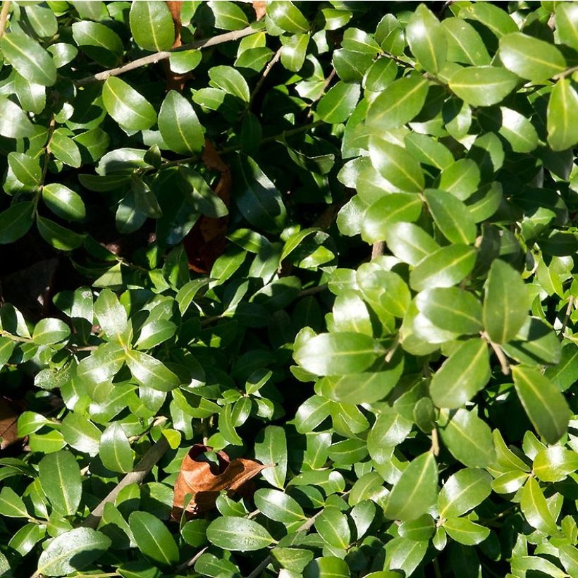 Azevinho-japonês Kinme - Ilex crenata (Folhagem)