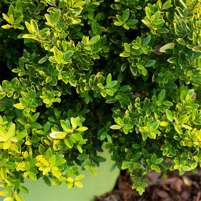 Azevinho-japonês Lingold - Ilex crenata (Folhagem)