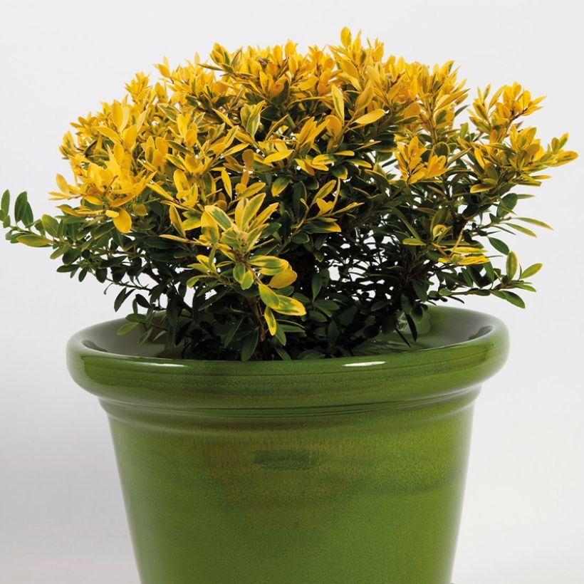 Azevinho-japonês Lingold - Ilex crenata (Hábito)