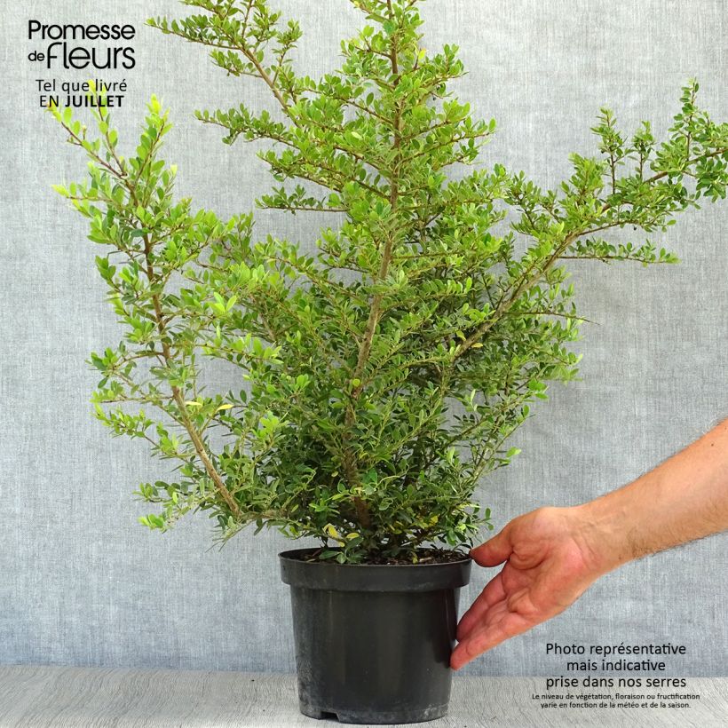 Amostra de Azevinho-japonês Stokes - Ilex crenata Vaso de 2 L/3 L tal como entregue no verão