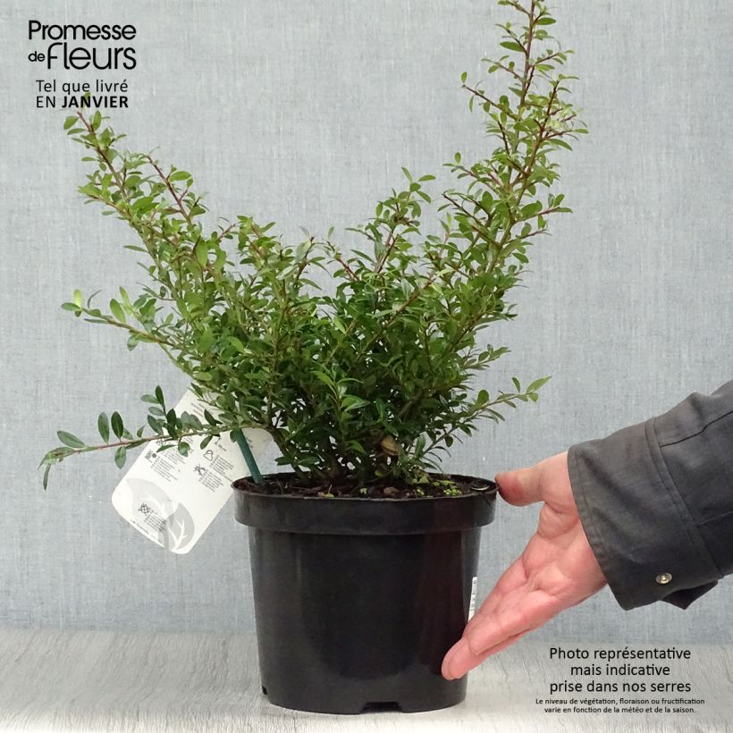 Amostra de Azevinho-japonês Stokes - Ilex crenata Vaso de 2 L/3 L tal como entregue no inverno