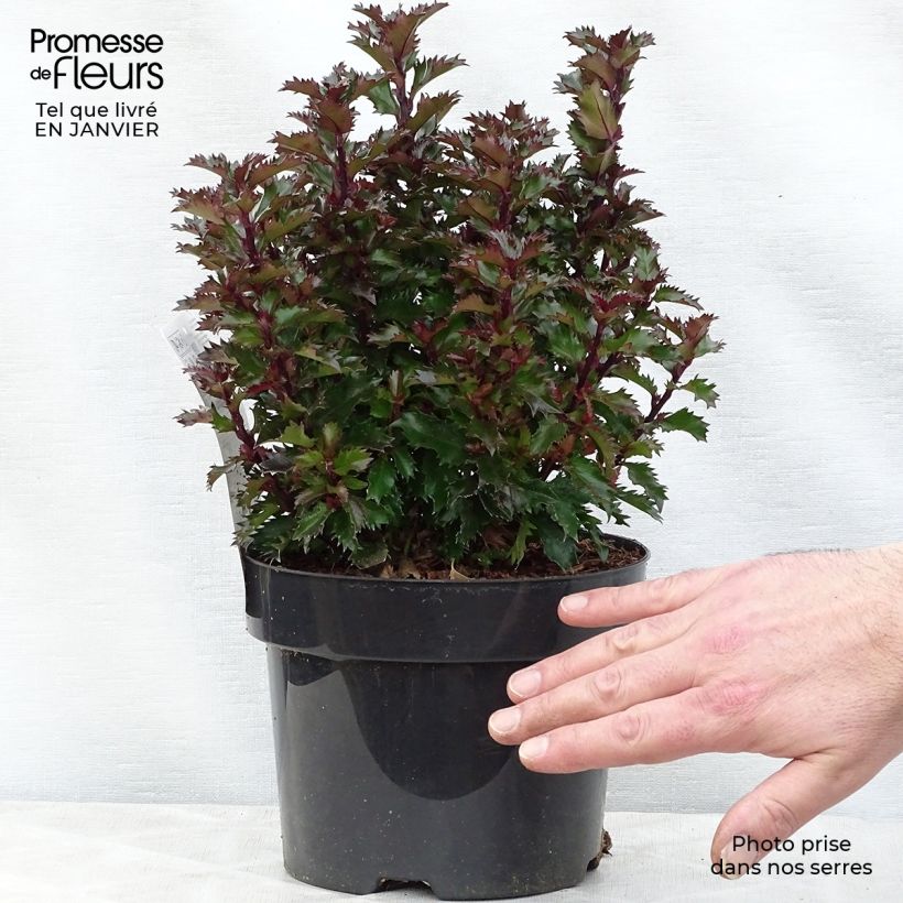 Amostra de Houx nain - Ilex meserveae Little Rascal  Vaso de 3 L/4 L tal como entregue no inverno