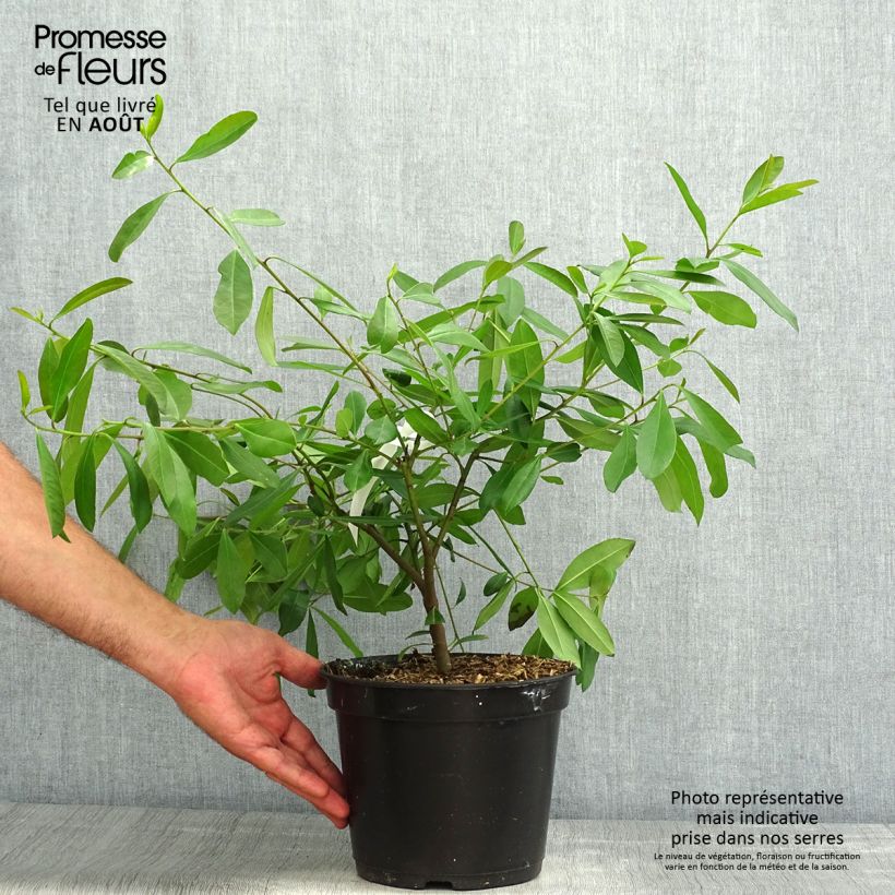 Amostra de Ilex paraguariensis Vaso de 3 L/4 L tal como entregue no verão