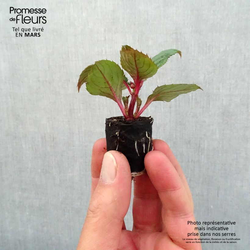 Amostra de Impatiens SunPatiens Compact Blush Pink Mini-torrão Ø 3/4 cm tal como entregue na primavera