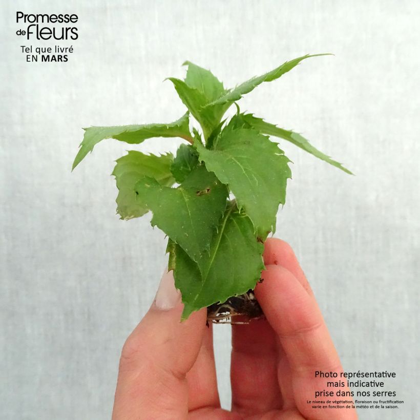 Amostra de Impatiens SunPatiens Compact Hot Lilac Mini-torrão Ø 3/4 cm tal como entregue na primavera