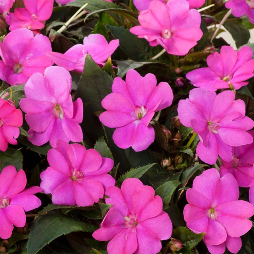 Alegria-da-casa Sunpatiens Compact Hot Lilac - Impatiens (Floração)